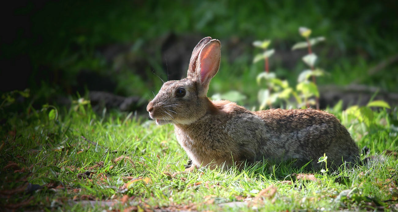 The Living Forest (774) :Wild Rabbit