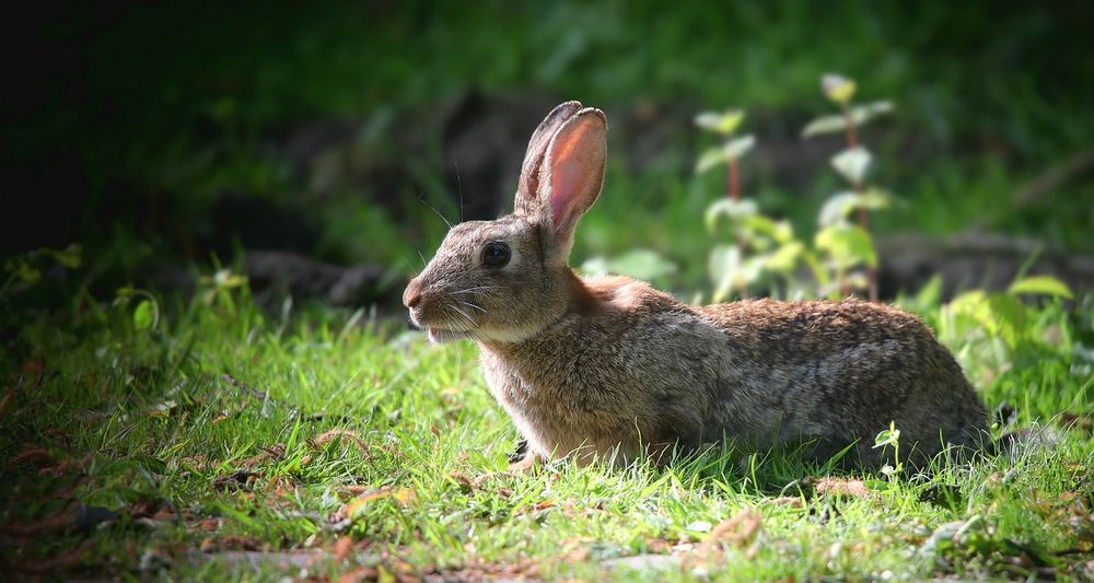 The Living Forest (774) :Wild Rabbit