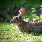 The Living Forest (774) :Wild Rabbit