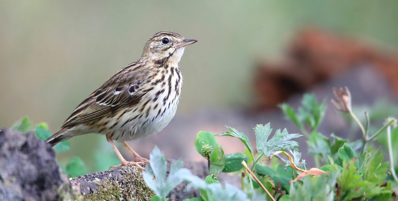 The Living Forest (776) : Tree Pipit