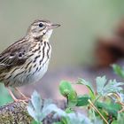 The Living Forest (776) : Tree Pipit