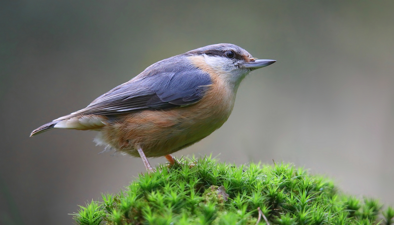 The Living Forest (777) : Nuthatch