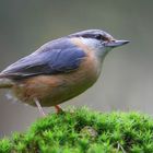 The Living Forest (777) : Nuthatch
