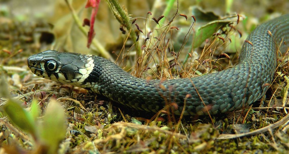 The Living Forest (778) : Grass Snake