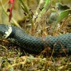 The Living Forest (778) : Grass Snake