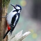 The Living Forest (779) : Great Spotted Woodpecker
