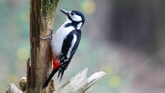 The Living Forest (779) : Great Spotted Woodpecker