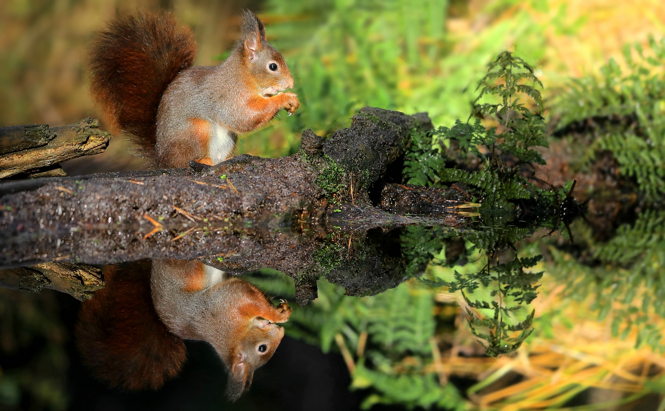 The Living Forest (779) : Red squirrel
