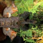 The Living Forest (779) : Red squirrel