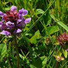 The Living Forest (78) : Common Selfheal