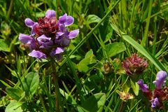 The Living Forest (78) : Common Selfheal