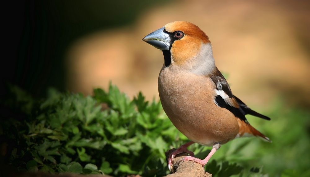 The Living Forest (780) : Hawfinch