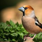 The Living Forest (780) : Hawfinch