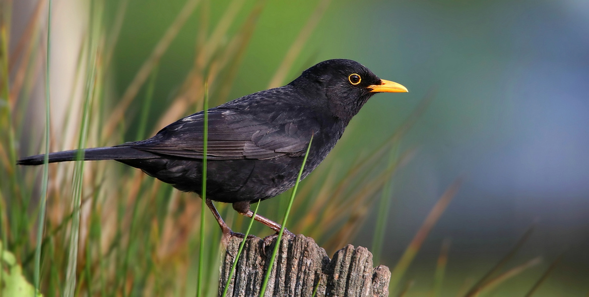 The Living Forest (781) : Blackbird