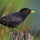 The Living  Forest (781) : Blackbird