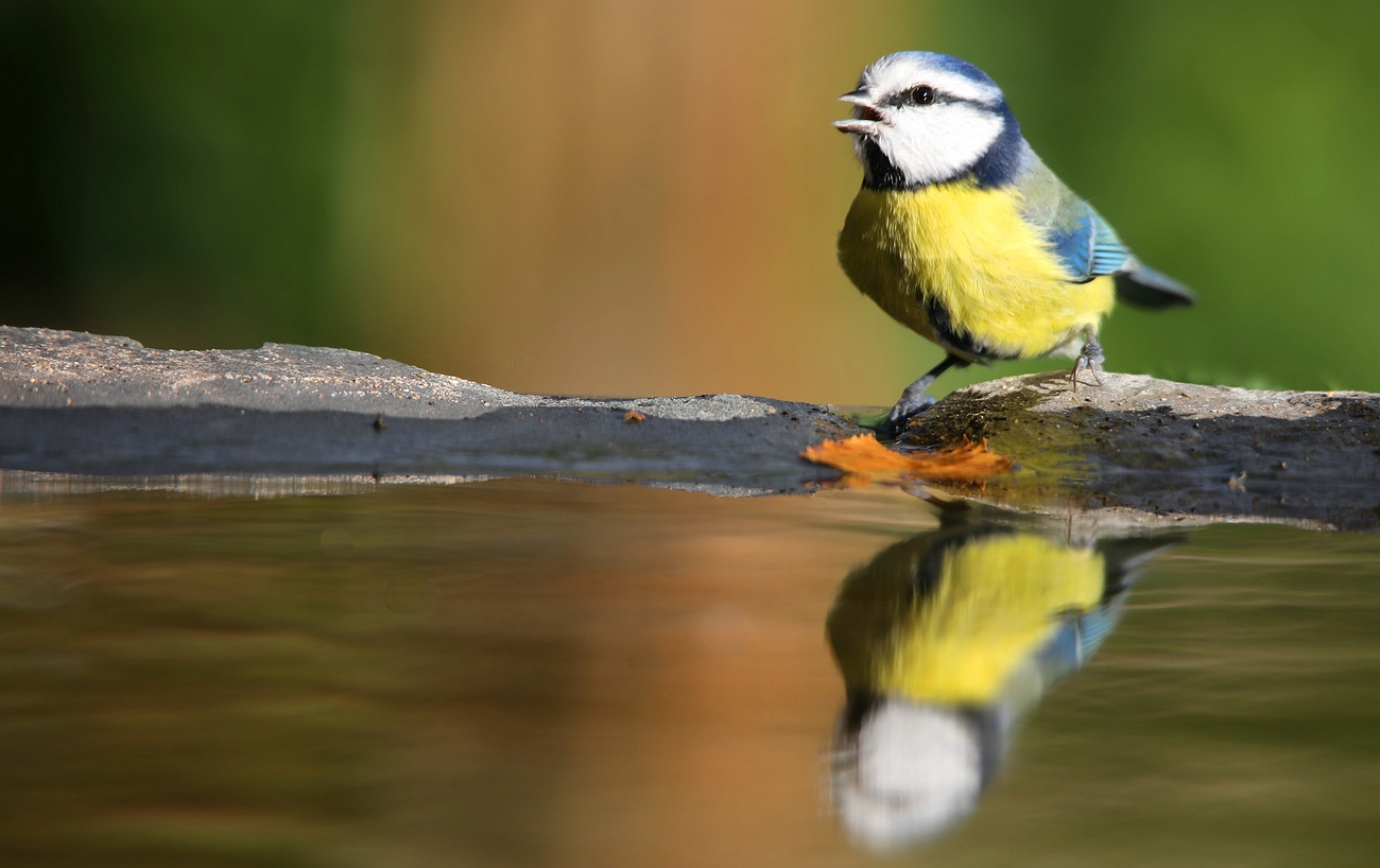 The Living Forest (782) : Blue Tit