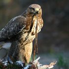 The Living Forest (783) : Buzzard