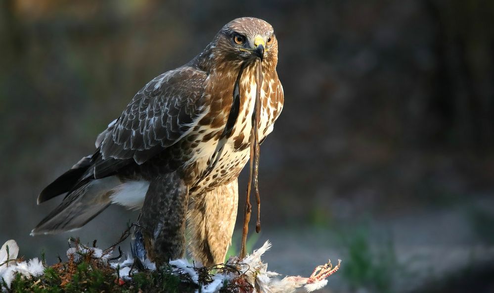 The Living Forest (783) : Buzzard