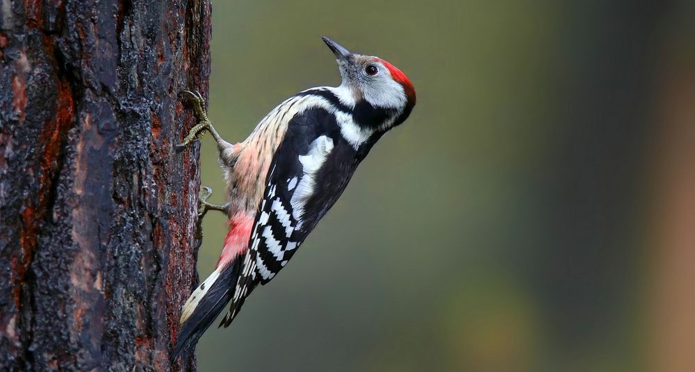 The Living Forest (784) : Middle Spotted Woodpecker