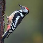 The Living Forest (784) : Middle Spotted Woodpecker
