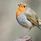 The Living Forest (785) : Robin