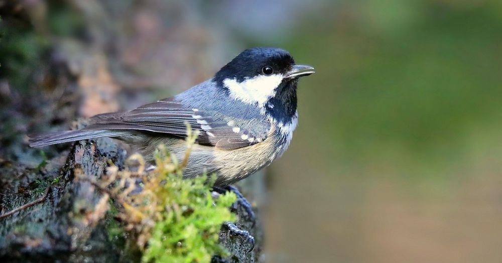 The Living Forest (787) : Coal Tit