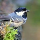 The Living Forest (787) : Coal Tit