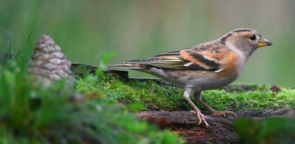 The Living Forest (788) : Brambling