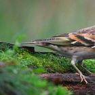 The Living Forest (788) : Brambling