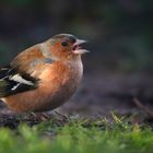 The Living Forest (789) : Chaffinch