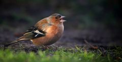 The Living Forest (789) : Chaffinch