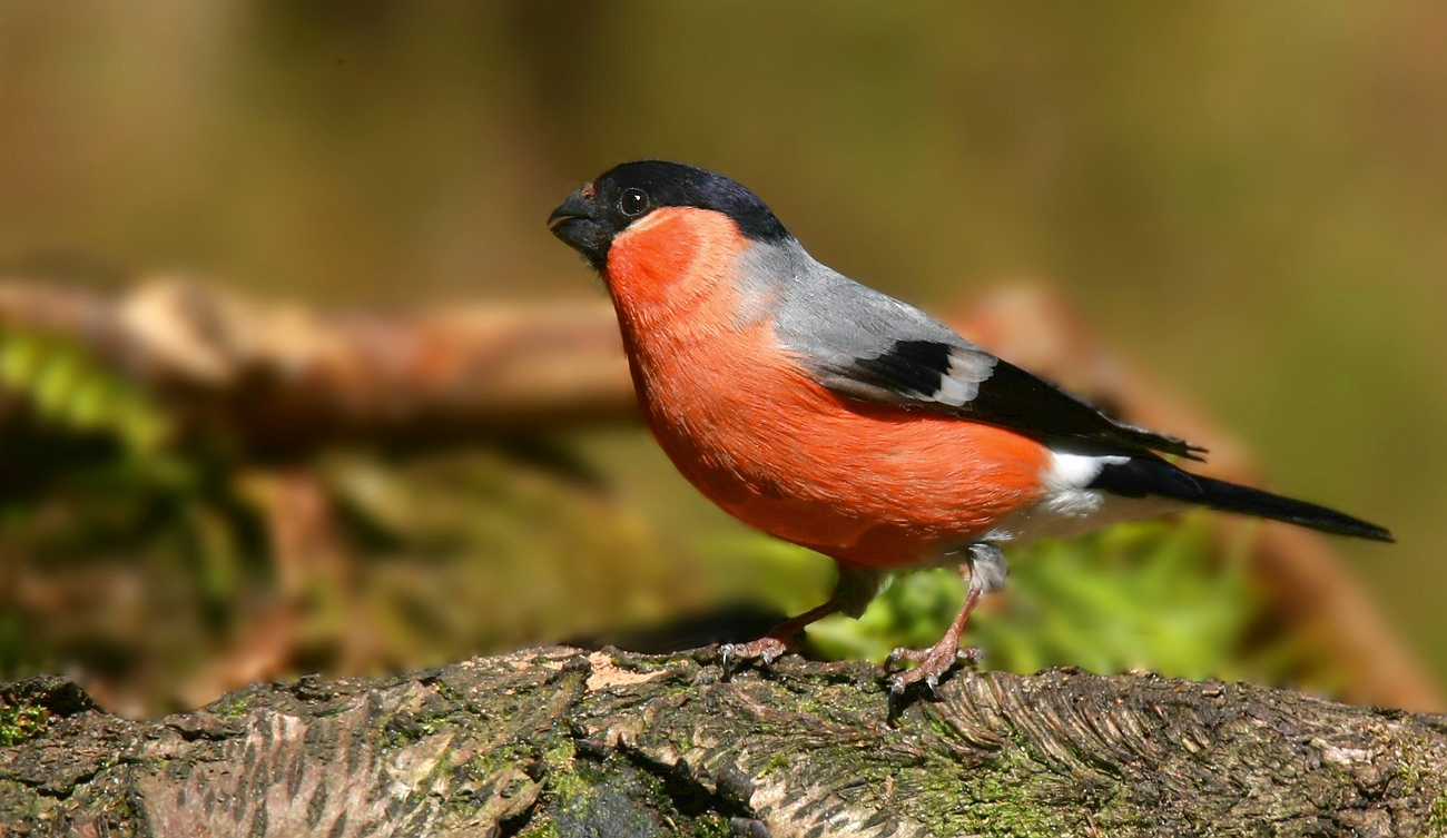 The Living Forest (790) : Bullfinch