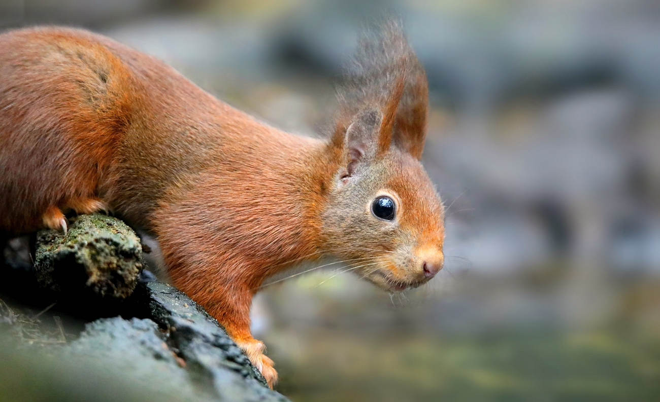The Living Forest (791) : Red Squirrel