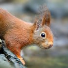 The Living Forest (791) : Red Squirrel