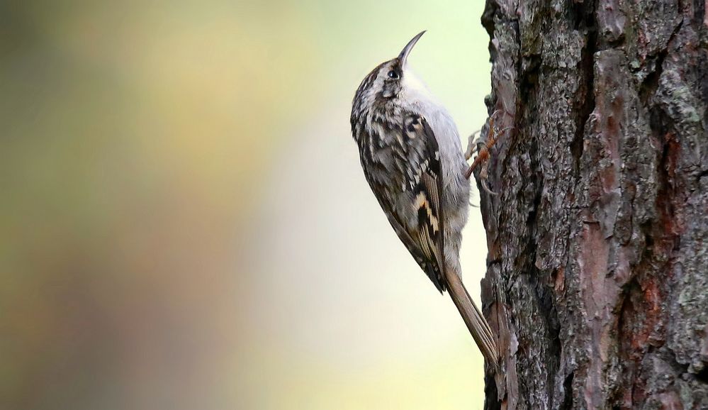 The Living Forest (792) : Short-toed treecreeper