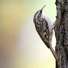 The Living Forest (792) : Short-toed treecreeper