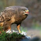 The Living Forest (793) : Buzzard