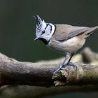 The Living Forest (794) : Crested Tit