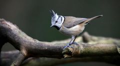 The Living Forest (794) : Crested Tit