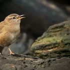 The Living Forest (795) : Wren