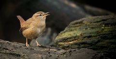 The Living Forest (795) : Wren