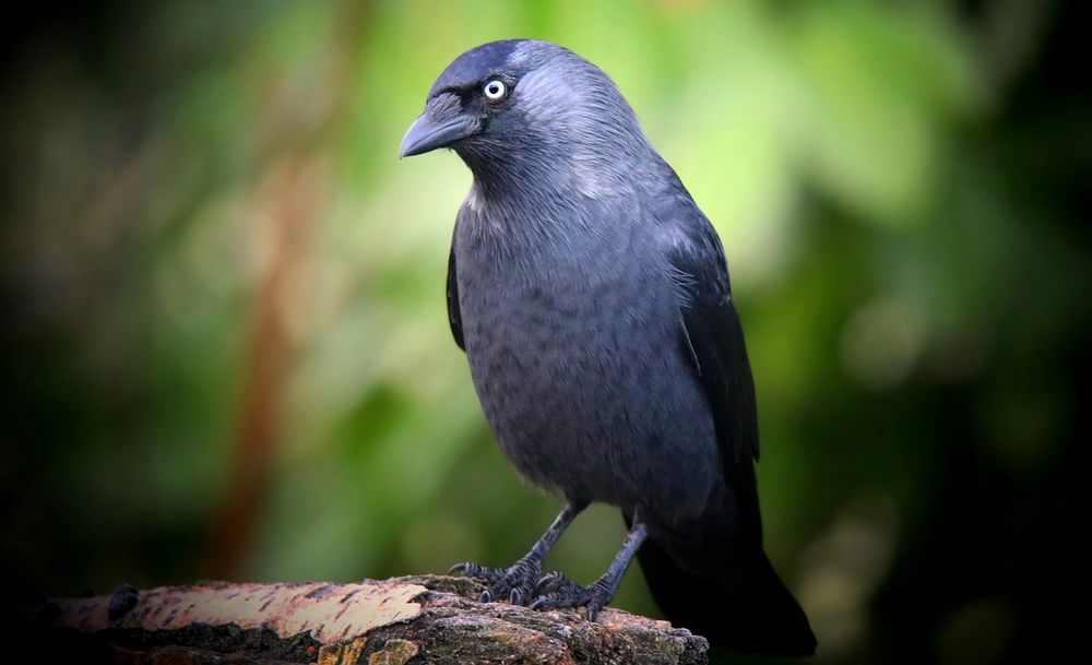 The Living Forest (796) : Jackdaw