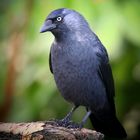 The Living Forest (796) : Jackdaw