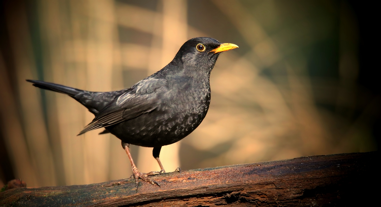 The Living Forest (797) : Blackbird