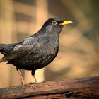 The Living Forest (797) : Blackbird