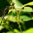 The Living Forest (8) : Banded demoiselle