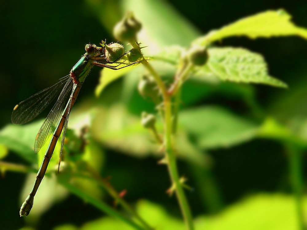 The Living Forest (8) : Banded demoiselle