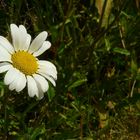 The Living Forest (80) : Oxeye Daisy