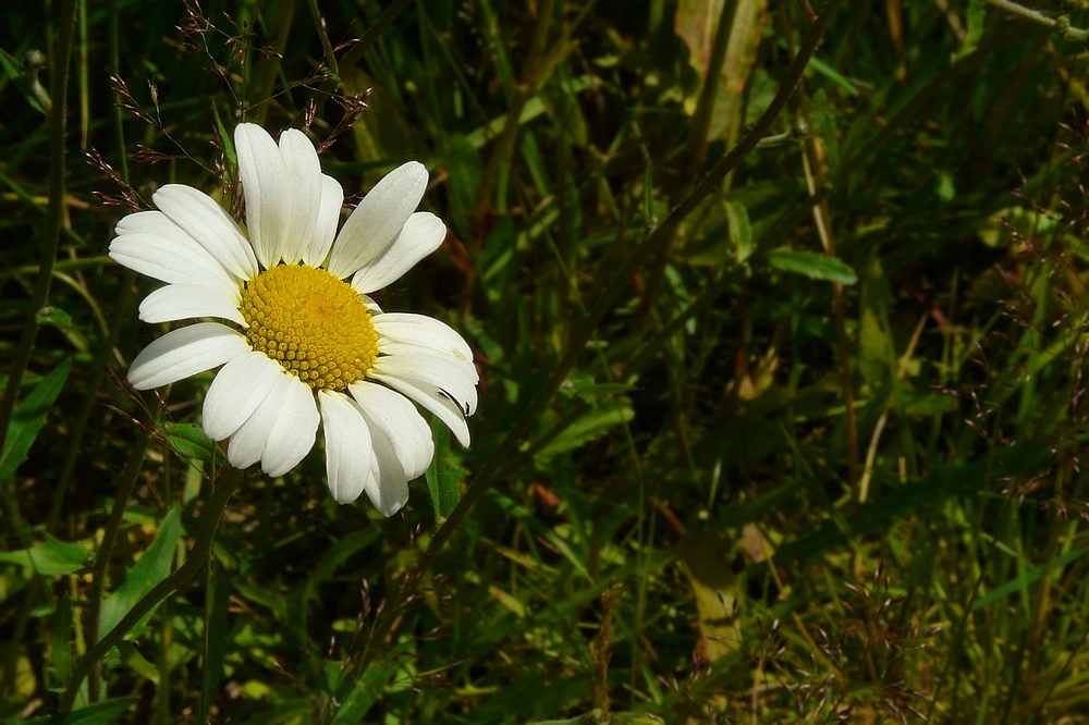 The Living Forest (80) : Oxeye Daisy