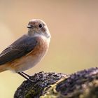 The Living Forest (801) : Common Redstart